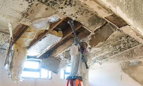 Best Mold Documentation for Insurance Claims  in Queens, NY